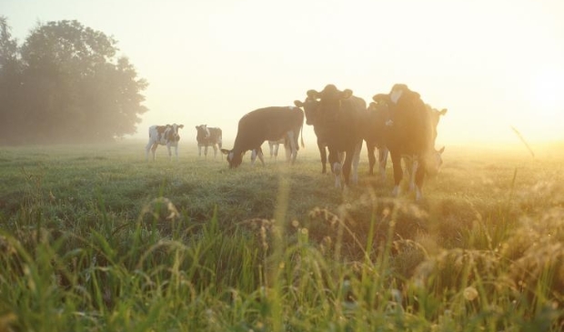 <p>Door de uitkoop wil de provincie de CO2 uitstoot terugdringen</p>