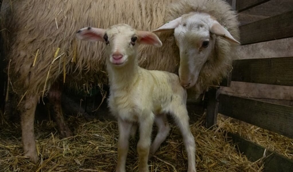 De geboortes van de lammetjes bij de kudde van Ermelo verloopt voorspoedig. 
