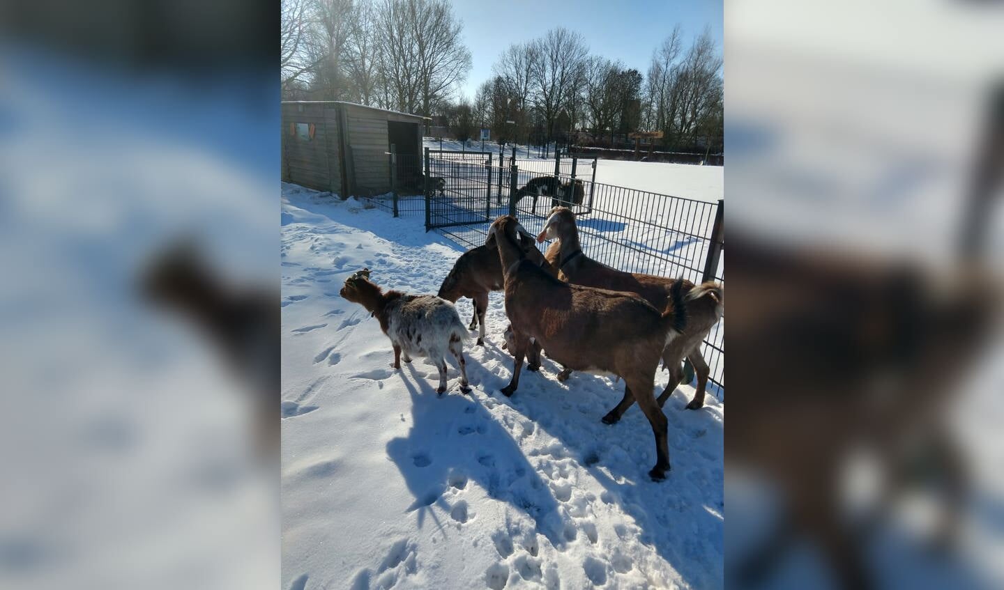 De dieren genieten van de sneeuw