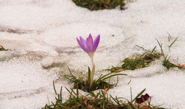 bloeiende krokus in smeltende sneeuw