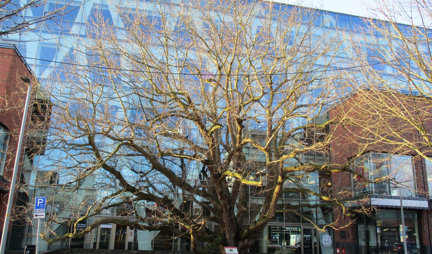 Deze Vleugelnootboom staat in schril contrast met het moderne gebouw van het winkelcentrum in Hoofddorp. 