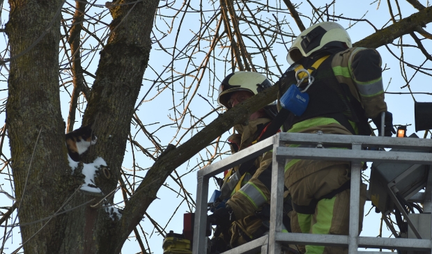 <p>De kat werd uit de boom gered door de brandweermannen.</p>