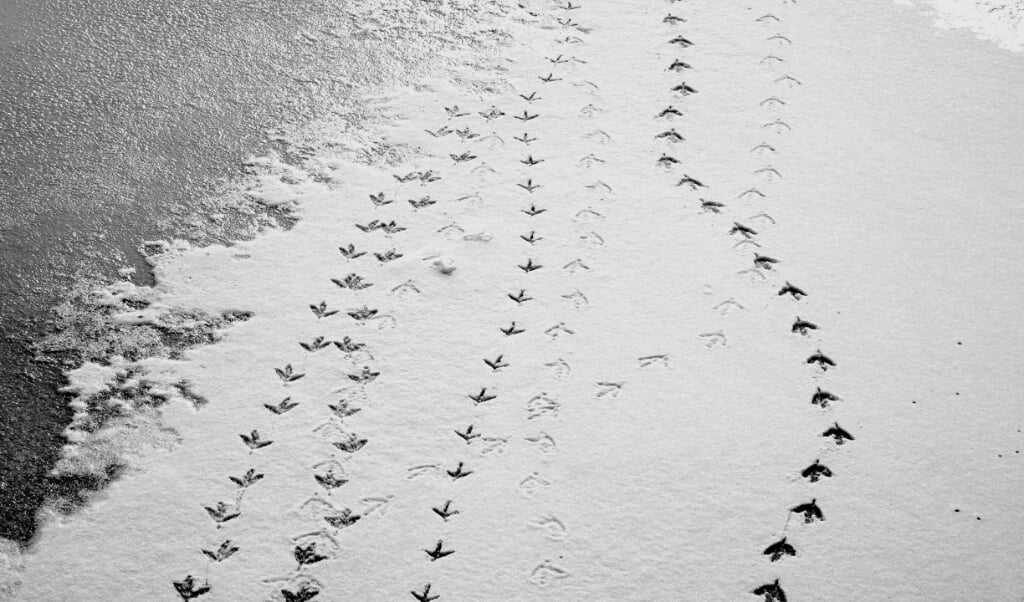 Vogelpootjes afdrukken in de sneeuw.