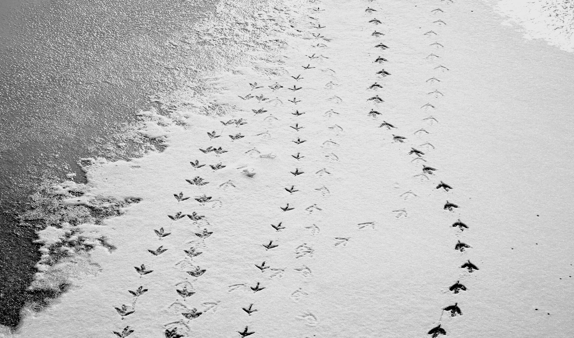 Vogelpootjes afdrukken in de sneeuw.