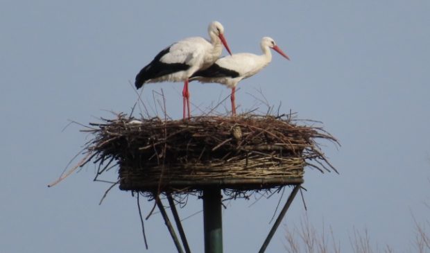 <p>Ooievaars zijn terug op het nest</p>