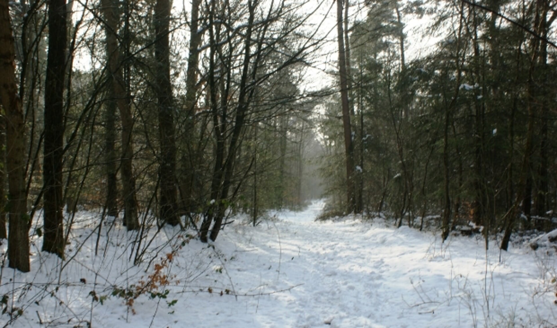 Het bos op Prattenburg is in deze tijd van het jaar werkelijk betoverend, zeker als er sneeuw ligt! (Foto: Aly van Eijk).