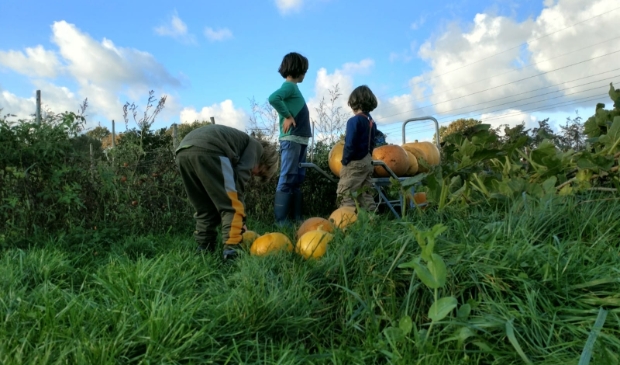 kinderen oogsten pompoenen bij De Wilde Peen