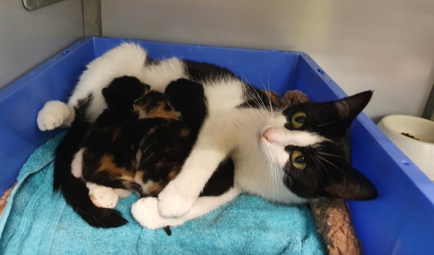 <p>Een van de katten met kittens die een pleeggezin zoeken.</p>