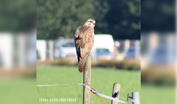 Bart Buizerd op hoekpaal weide