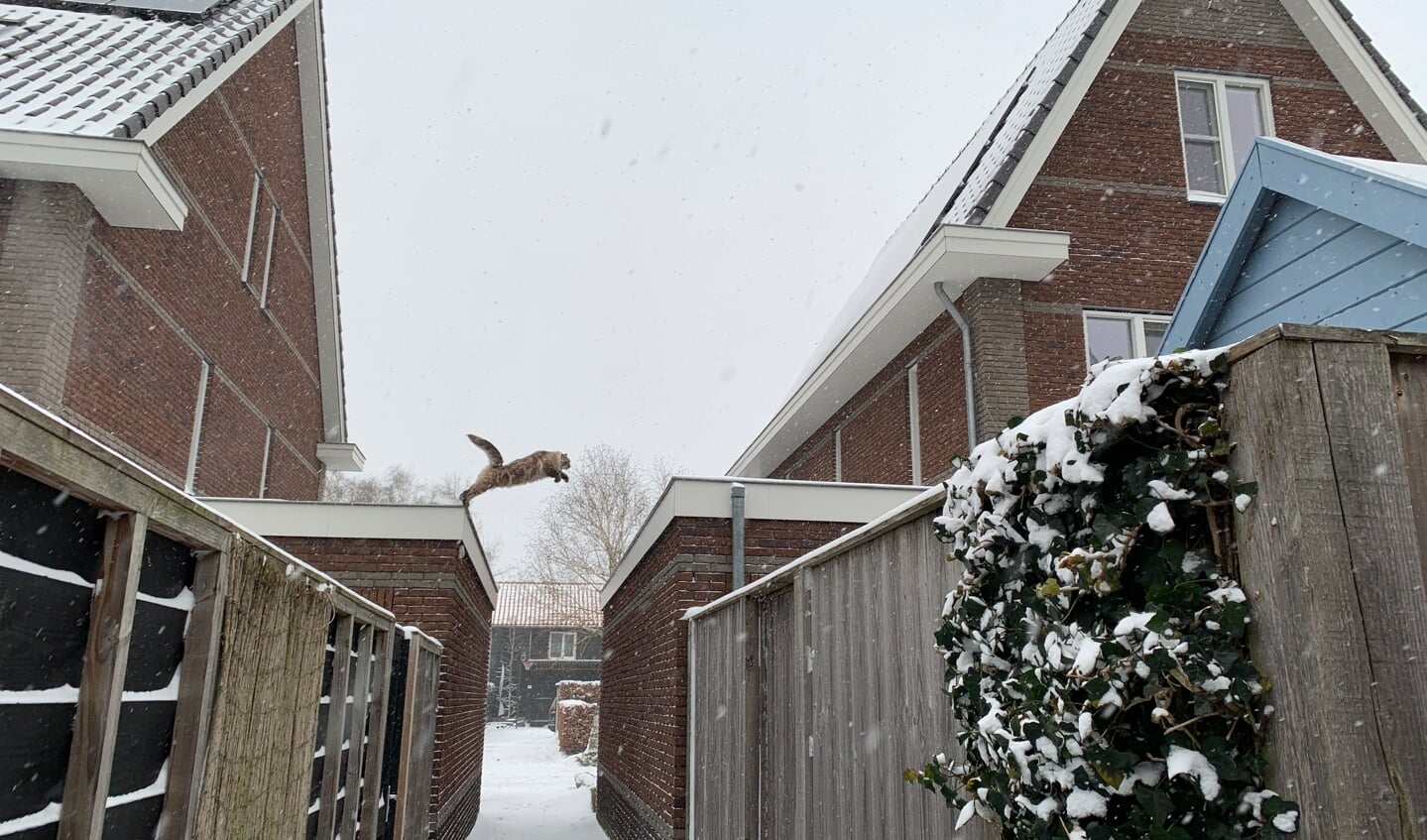 Kat springt op het dak in de sneeuw op de Hensjesweg in Barneveld. De kat heet meneer Lodewijk :-) Ingezonden door Carola Achterstraat/