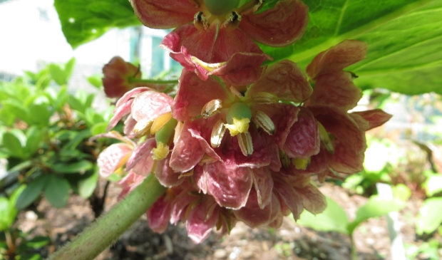 Dysosma mairei