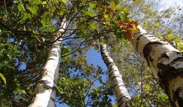 Provincie deelt bomen uit