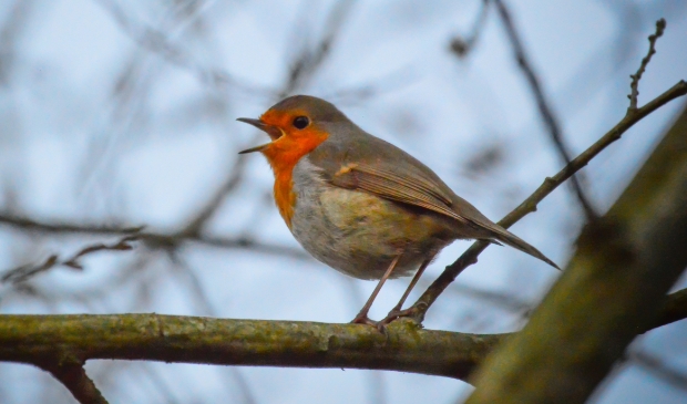 Roodborst