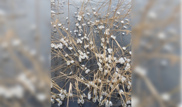 <p>Er groeien diamanten op de Ouderkerkerplas.</p>