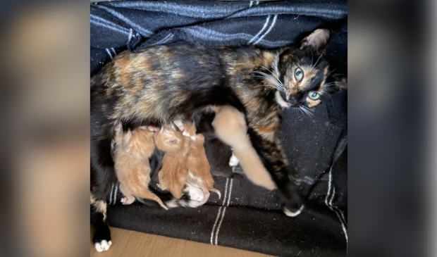 Vermiste poes Zeumerseweg Voorthuizen.
