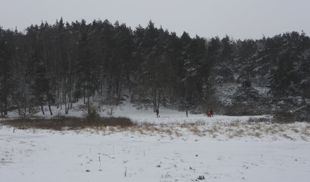 Besneeuwde naaldbomen aan de rand van het zandgat op de Goudsberg.
