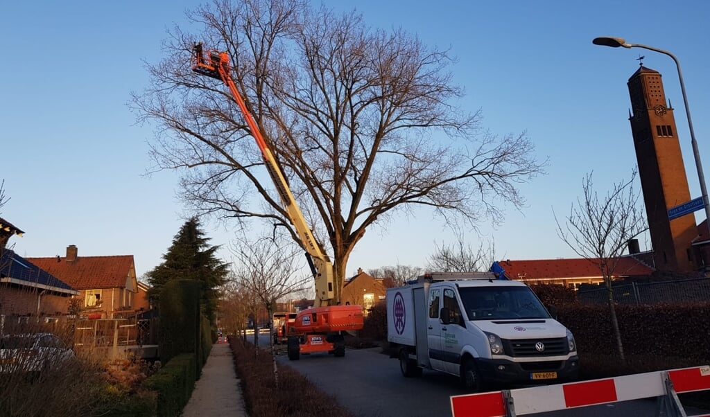 Snoeiwerkzaamheden aan de Hugo de Grootlaan.