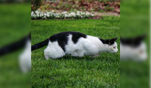 Vermiste kat Hoevelakenseweg Terschuur