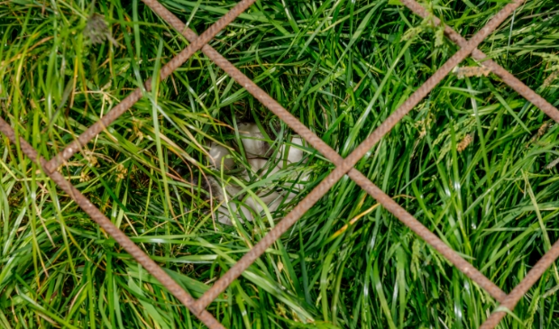 <p>Weidevogels beschermen kan coronaproof. Je kunt veel afstand houden en leeft daarmee de adviezen van het RIVM goed na.</p>