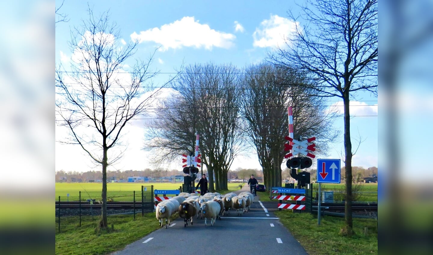 4  In draf rennen de schapen over de spoorovergang