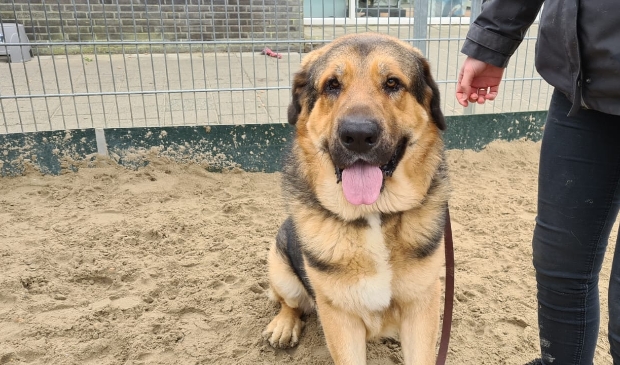 <p>Arlo is grote maar zeer vriendelijke Mastin Español van maar liefst 59 kilo.</p>