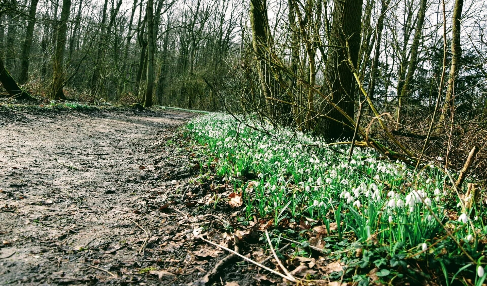 Het Bos is in elk jaargetijde voor veel Amstelveners een favoriete plek om te wandelen.