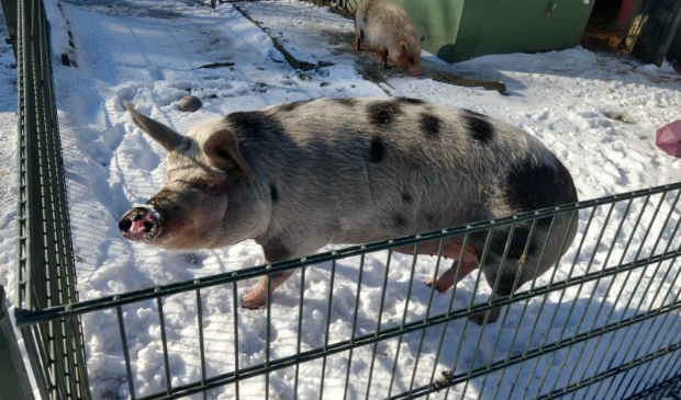 <p>De dieren genieten van de sneeuw</p>