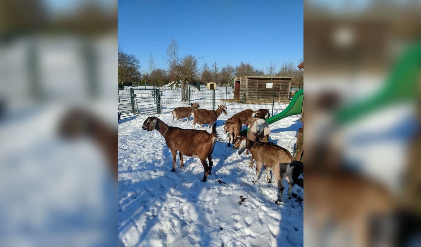 De dieren genieten van de sneeuw