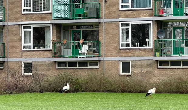 Ooievaars voor flatgebouw