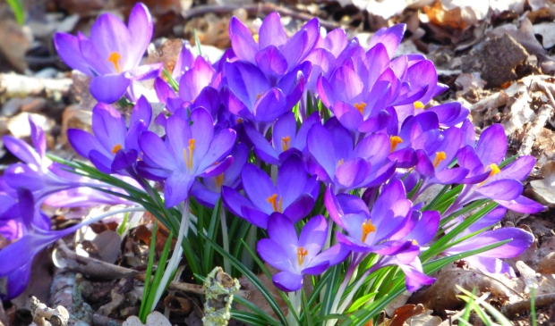 <p>Lente.</p>