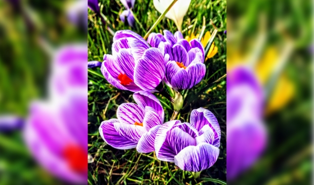 <p>Lente</p>