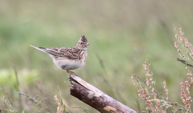 <p>Vanwege broedende veldleeuweriken is de landingsbaan vanaf 15 maart gesloten.</p>