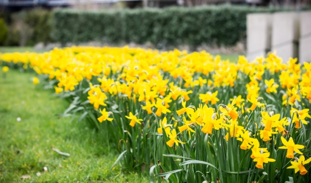 Narcissen