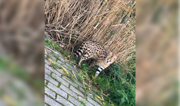 Serval Kimo