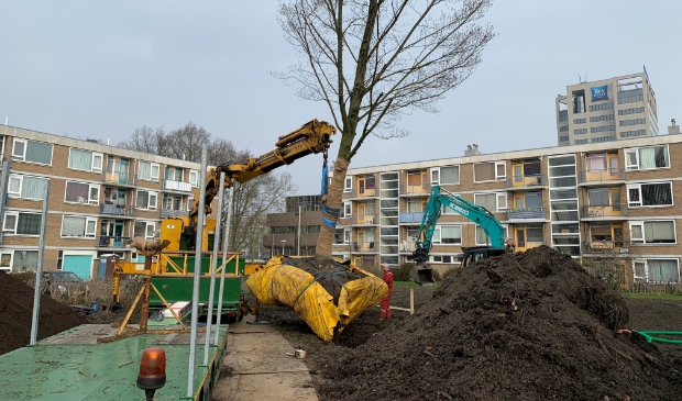 <p>De iepen worden onder meer aan de Eleanor Rooseveltlaan geplant.</p>
