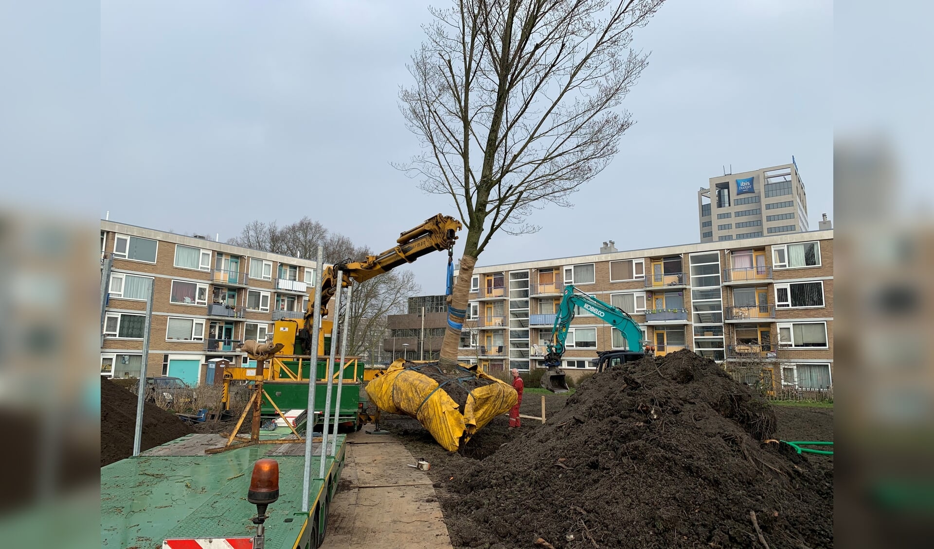 De iepen worden onder meer aan de Eleanor Rooseveltlaan geplant.