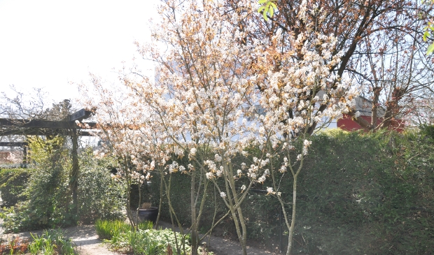 Voortuin in voorjaarstooi