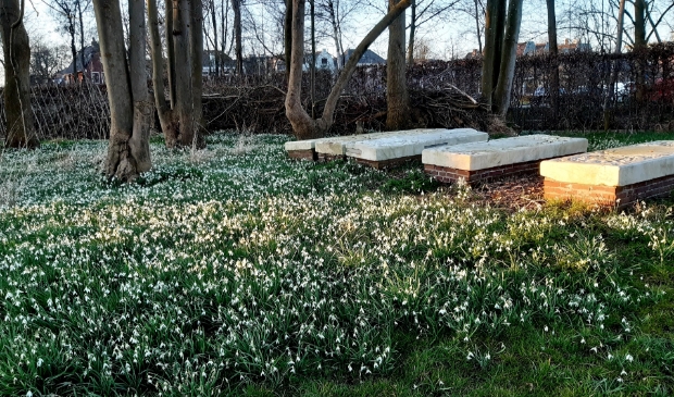 Sneeuwklokjes