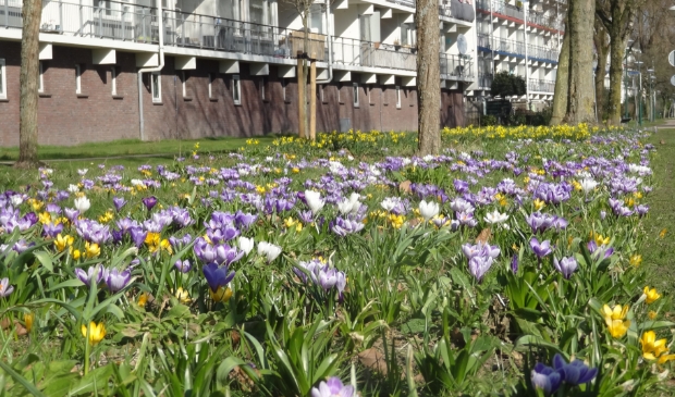 <p>Narcissen en krokussen zijn de voorbodes van de lente.</p>