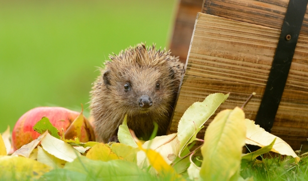 Een egel