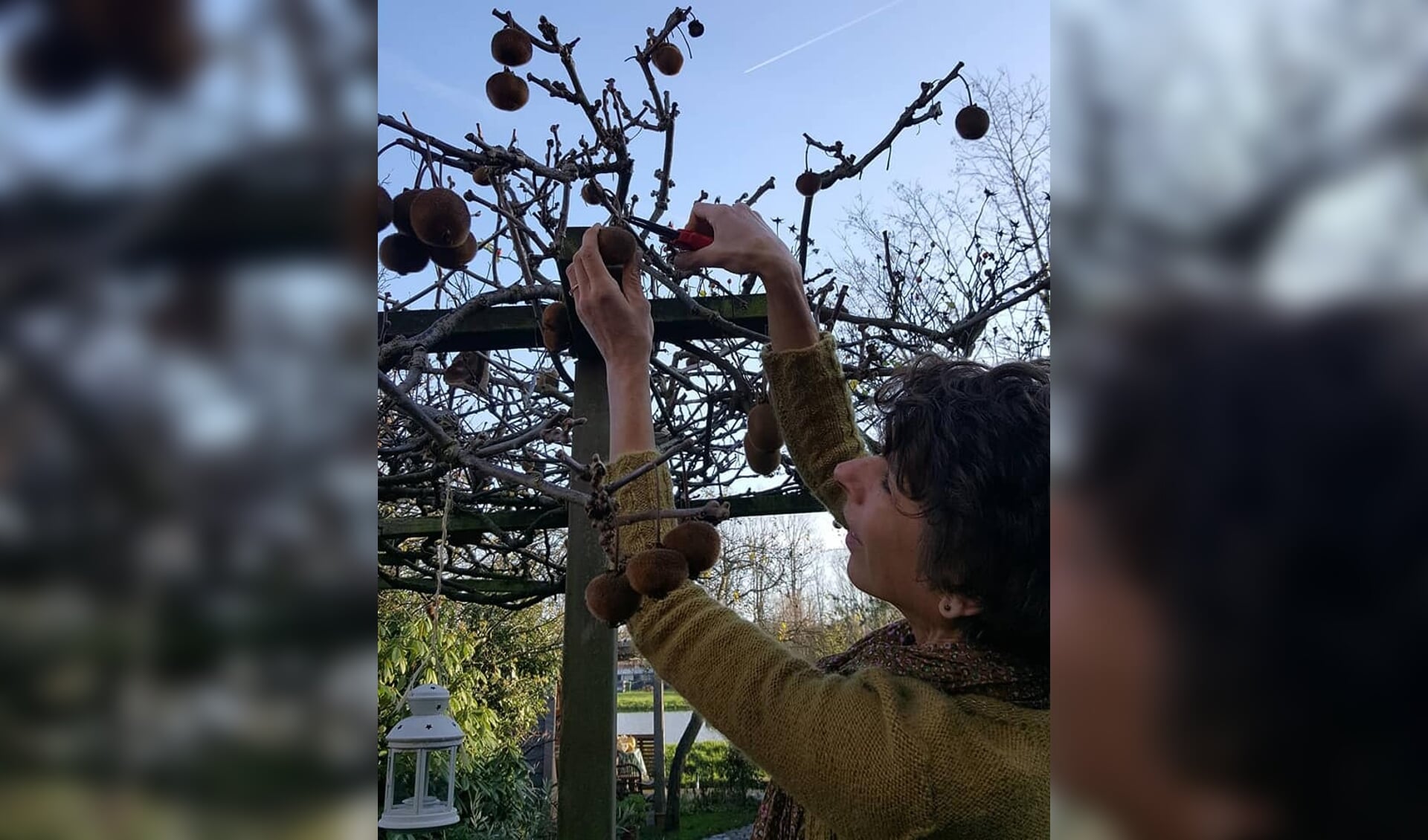 Marlon van den Bos oogst hier haar eigen kiwi's die ze gebruikt voor haar kombucha. 