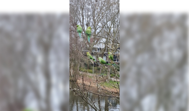 <p>Halsbandparkieten in Duivendrecht.</p>