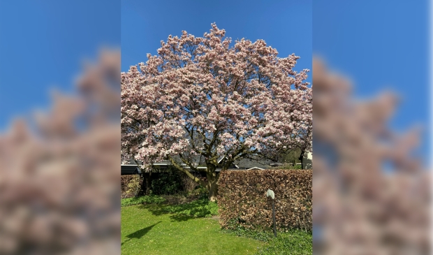 Lente in de Bloemendaallaan Barneveld