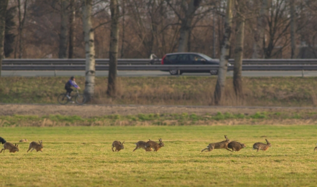 Hazen in de Duivendrechtse Polder