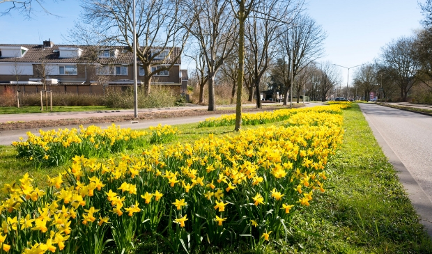 Lente, Narcissen