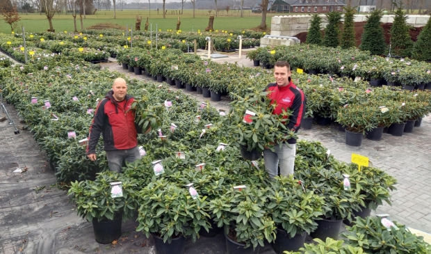 <p>Erwin Adams (links) en Robert Broer van rhododendronkwekerij Nova Zembla, waar je coronaproof planten kunt kopen.</p>