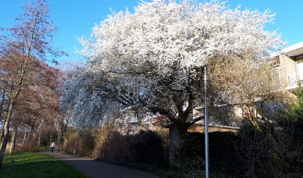 <p>De bloesem kondigt het begin van de lente aan.</p>