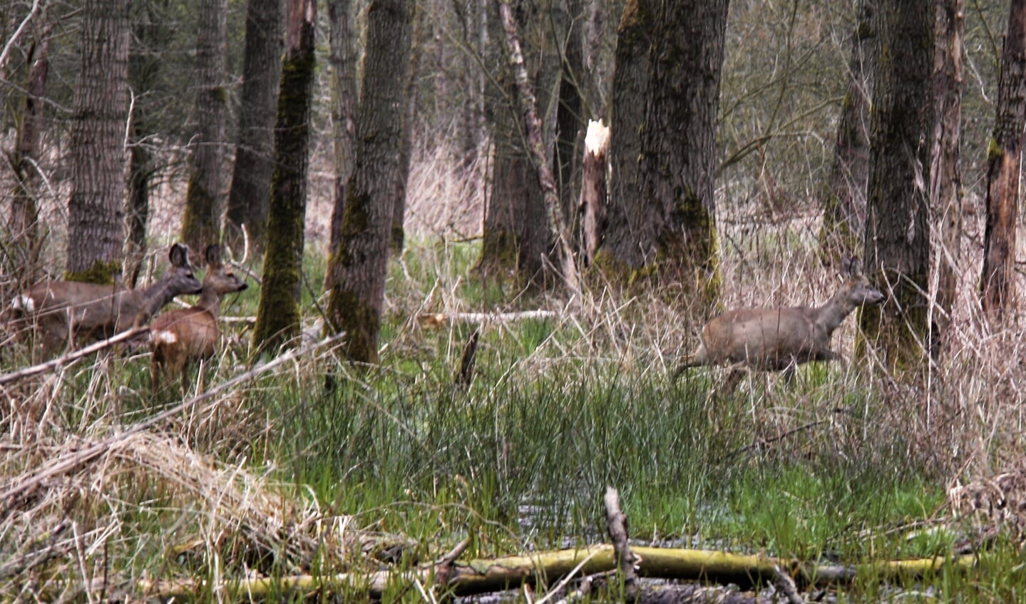 Reeën in Nieuw Wulven