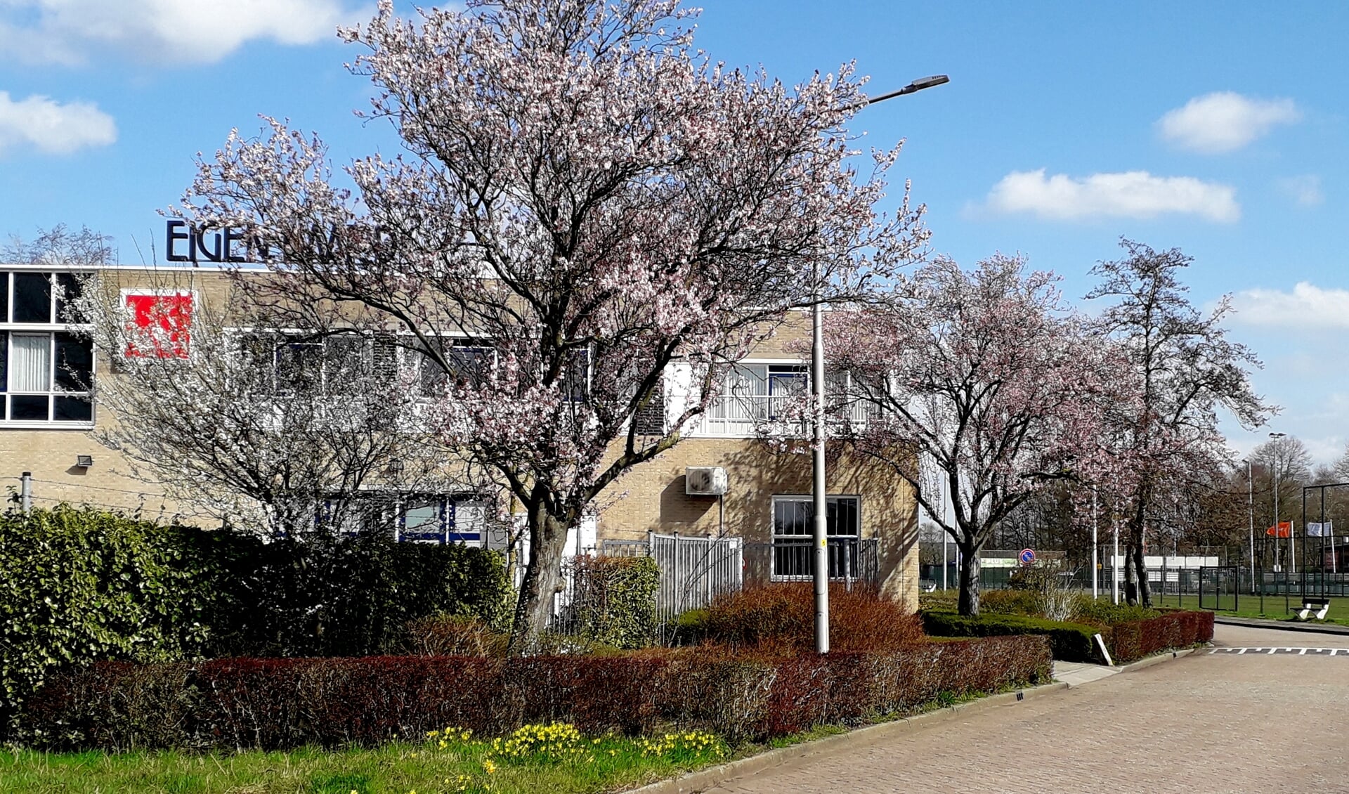 Bomen in bloei langs de Wethouder Koolhaasweg.