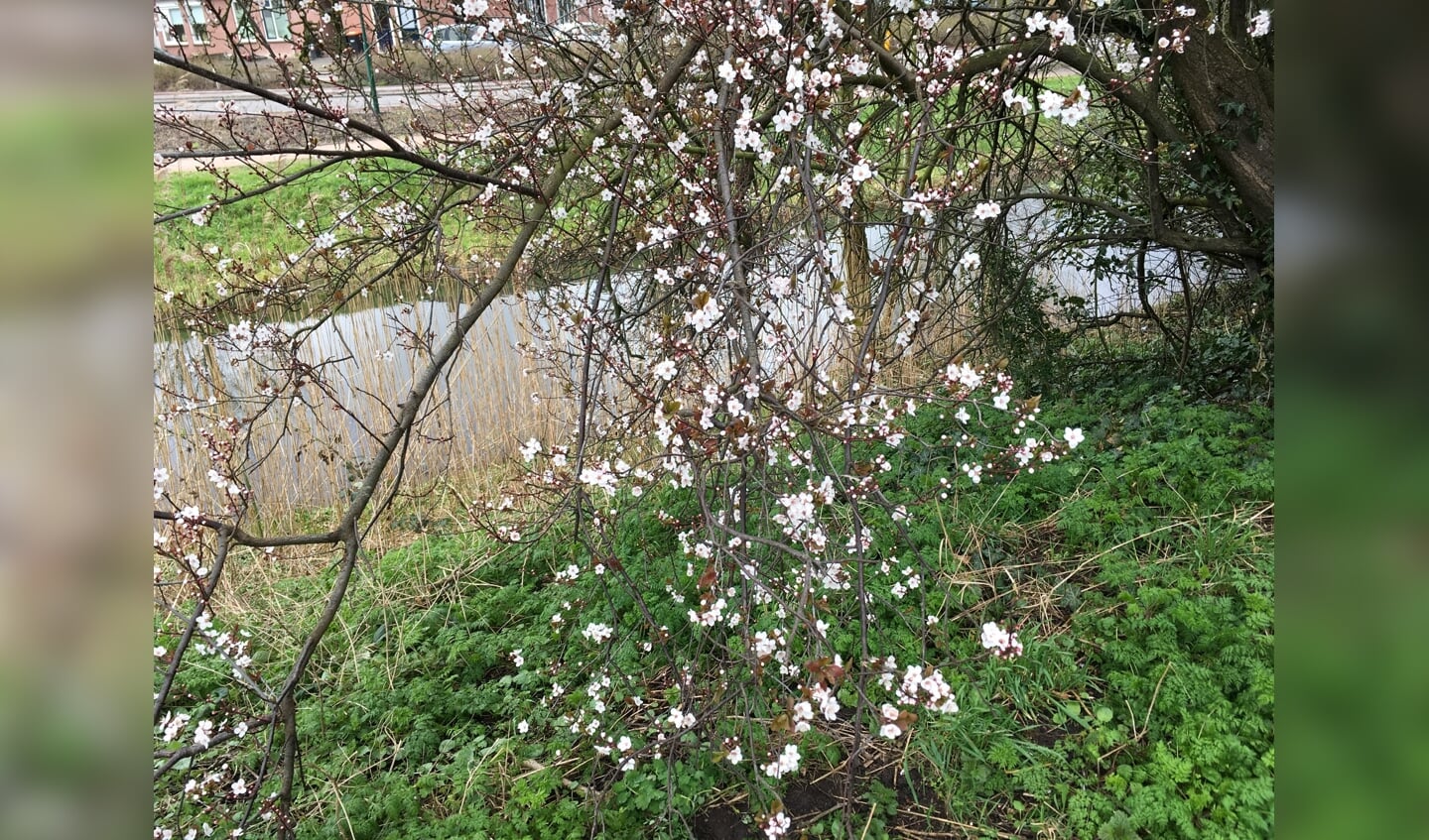 De prunus begint te bloeien